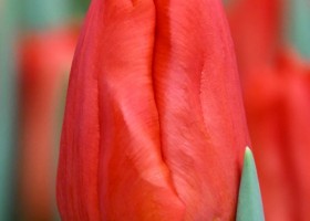 Tulipa Sunbelt ® (4)